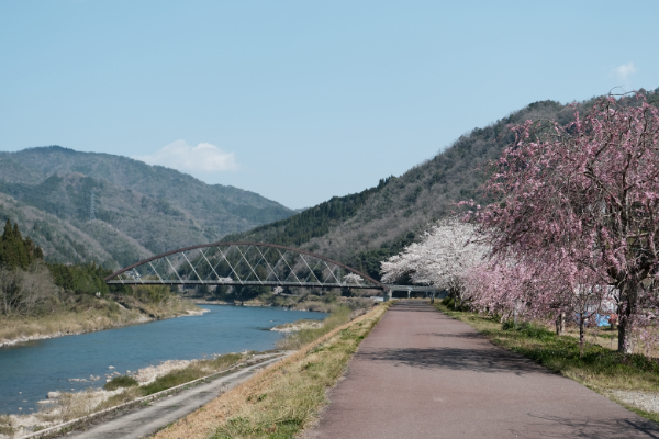 道の駅グリーンロード大和　桜の風景