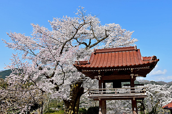 妙用寺の桜