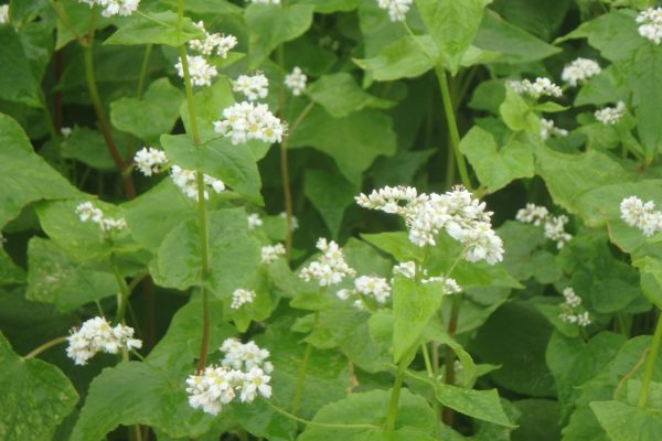 三瓶そばの花まつり 9 14 9 29 新着 お知らせ イベント情報 Gogoさんべ 三瓶エリア観光ナビ 島根県大田市 美郷町 飯南町 三瓶そばの花まつり 9 14 9 29 新着 お知らせ イベント情報 Gogoさんべ 三瓶エリア観光ナビ 島根県大田市 美郷町 飯南町