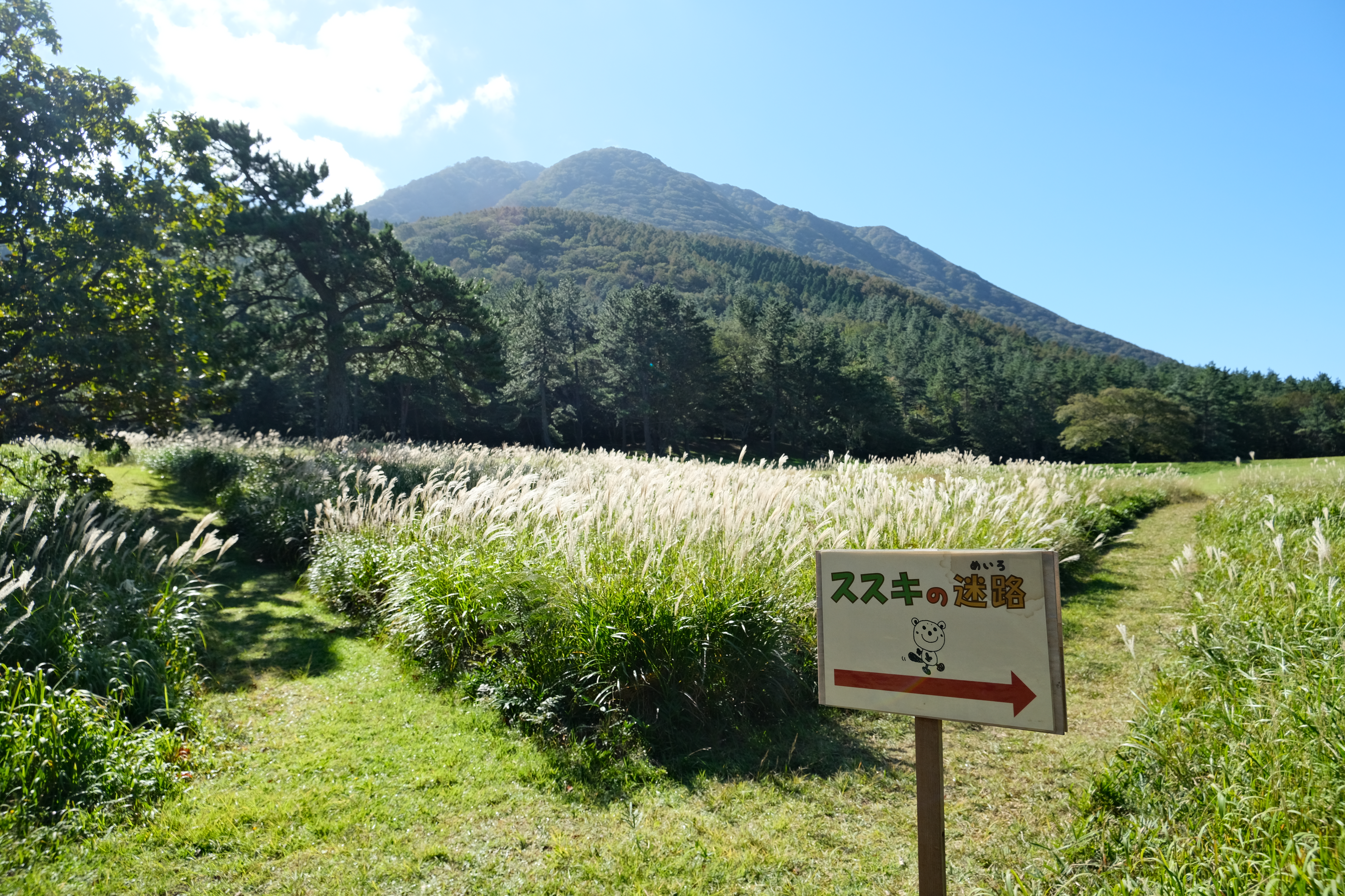 ススキの迷路