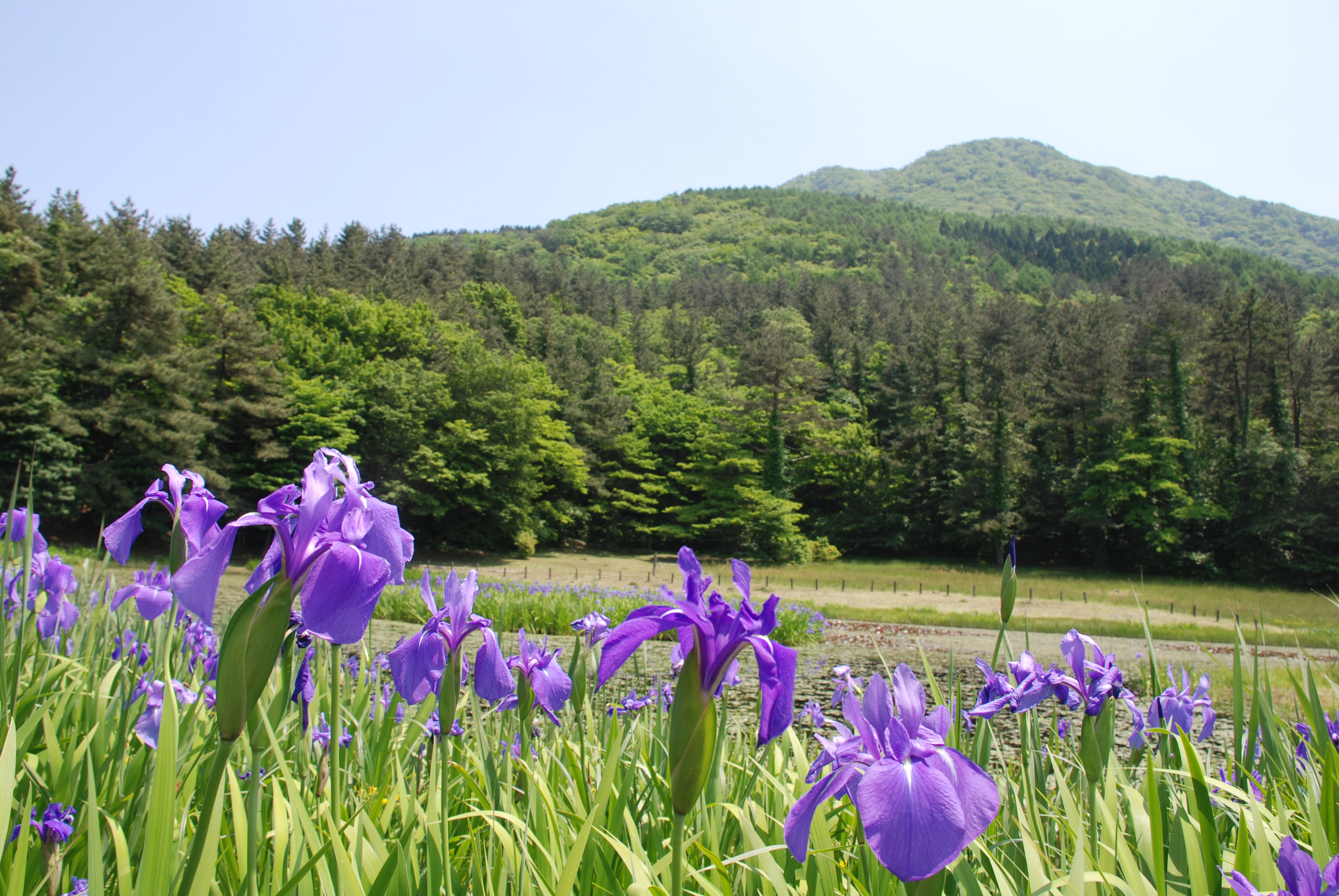 カキツバタ