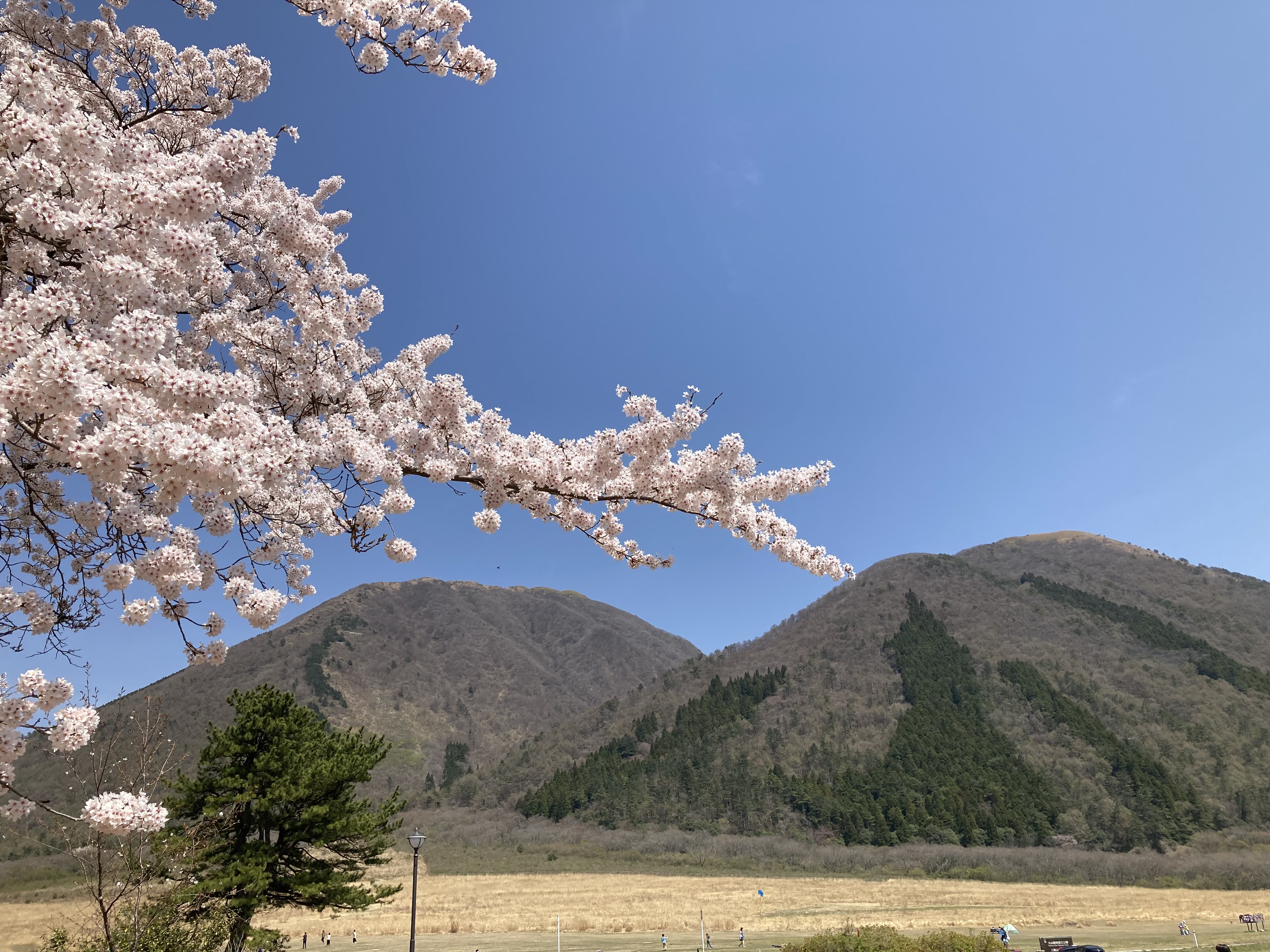 三瓶山西の原と桜