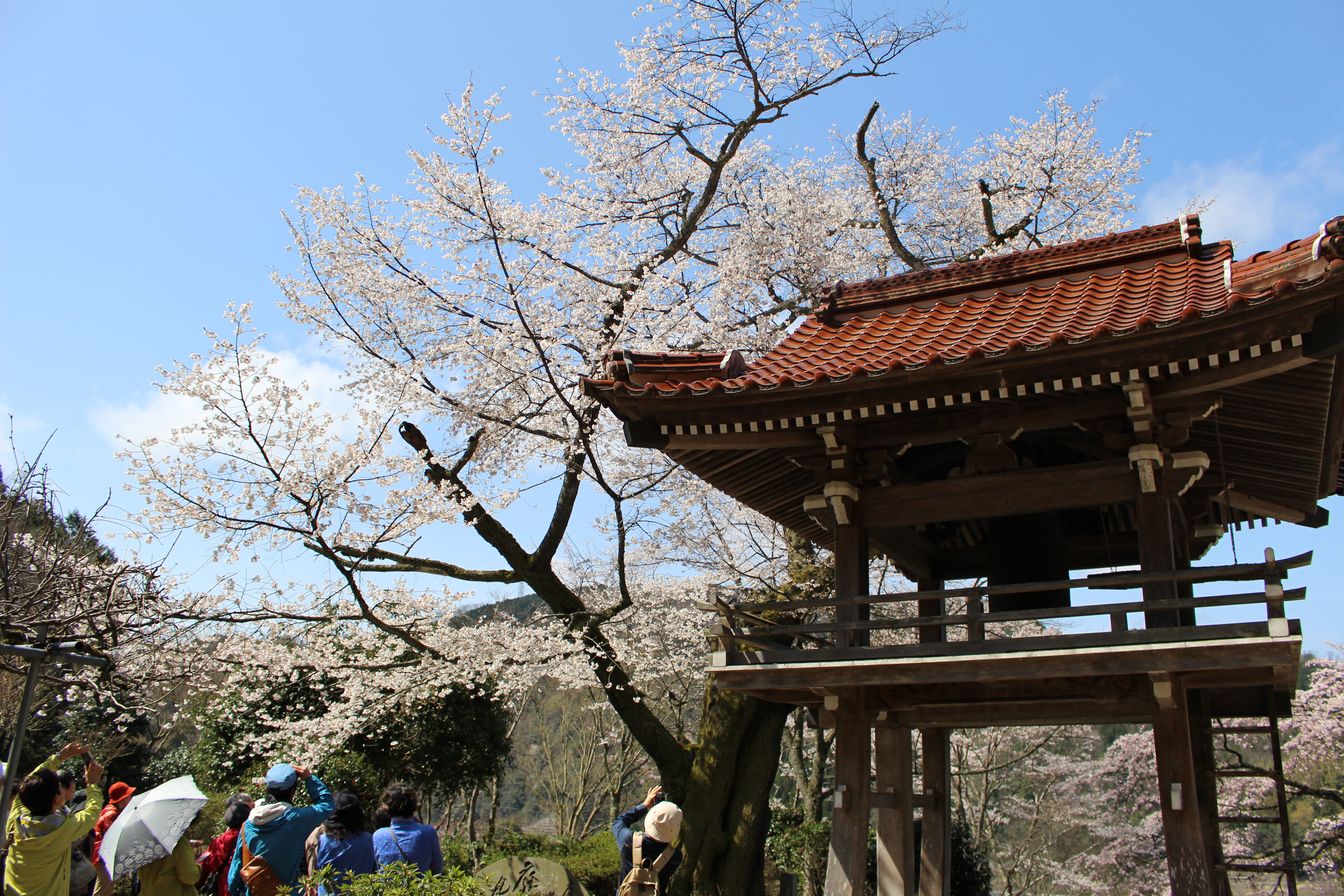 妙用寺下の花桃