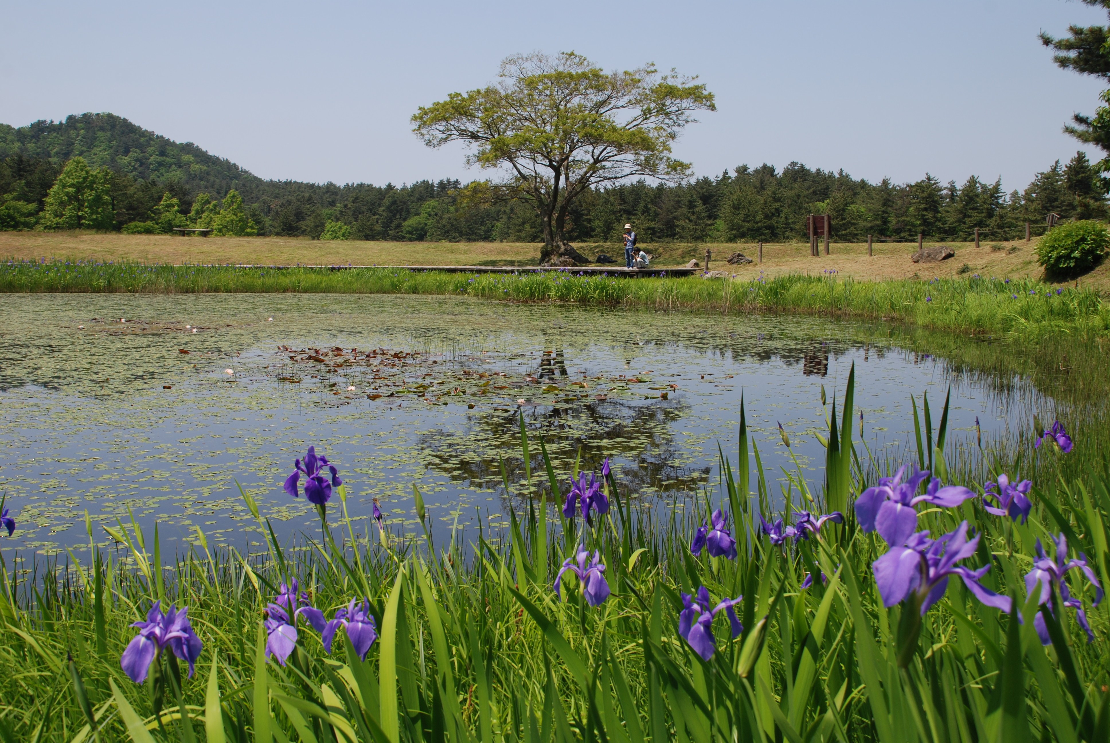 カキツバタ