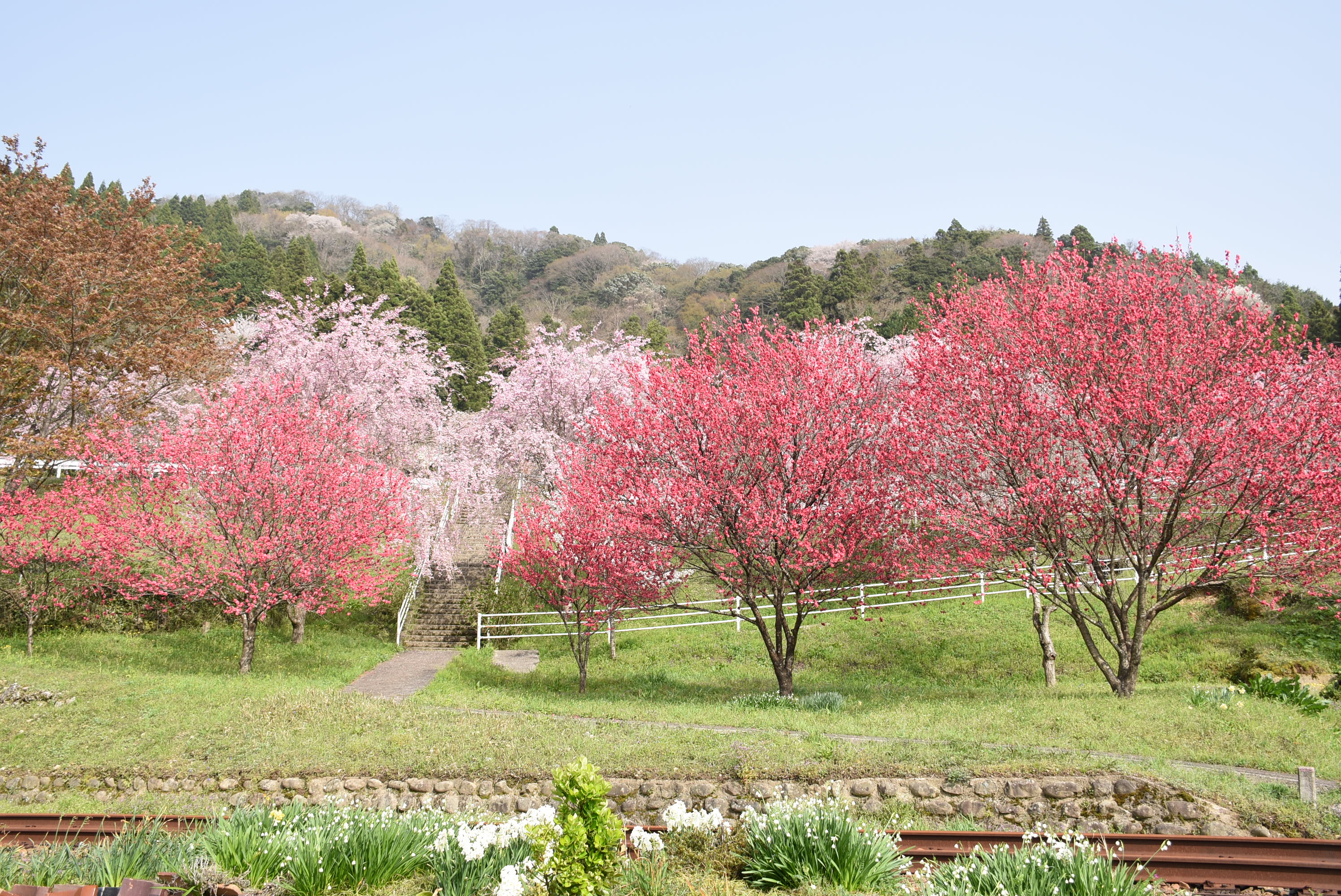 妙用寺下の花桃