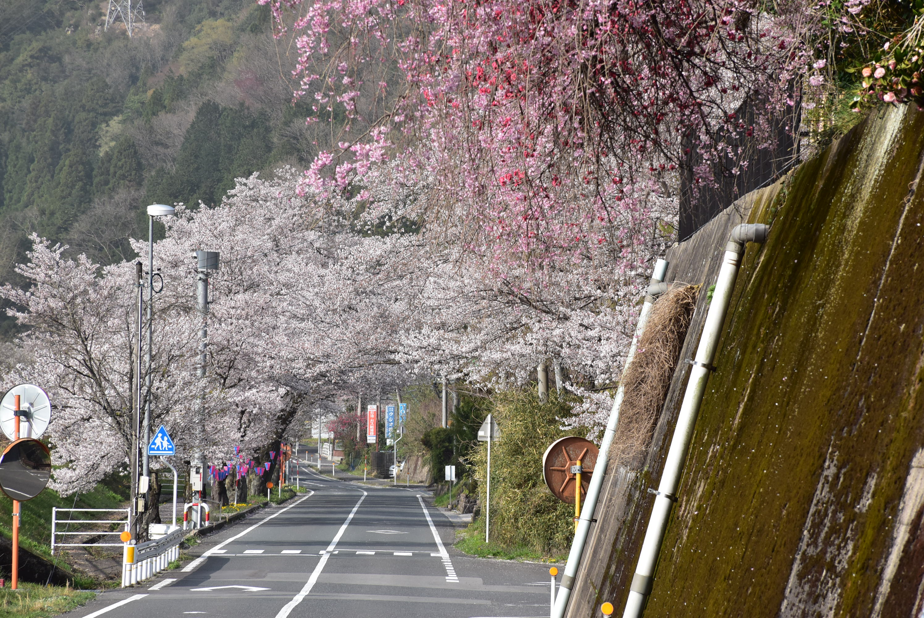 潮桜トンネル