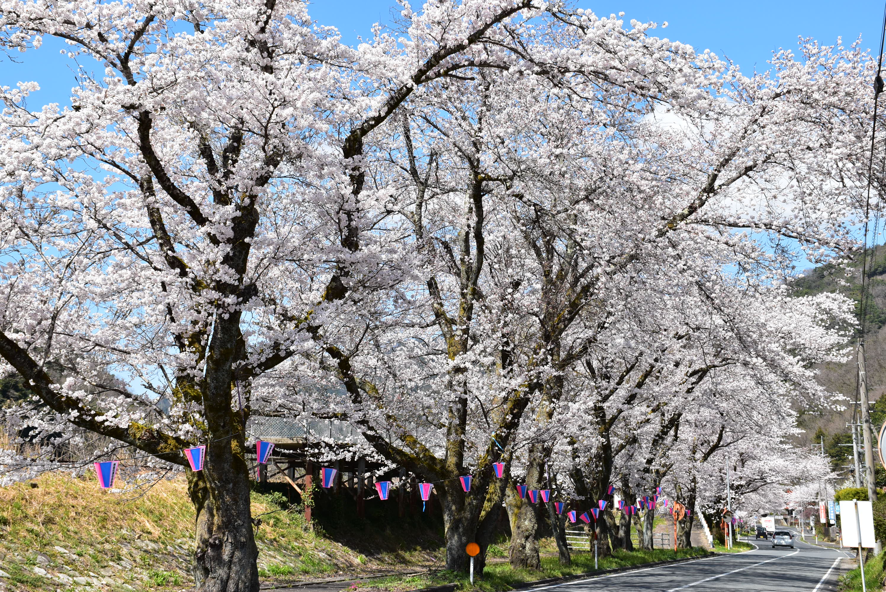 潮桜トンネル