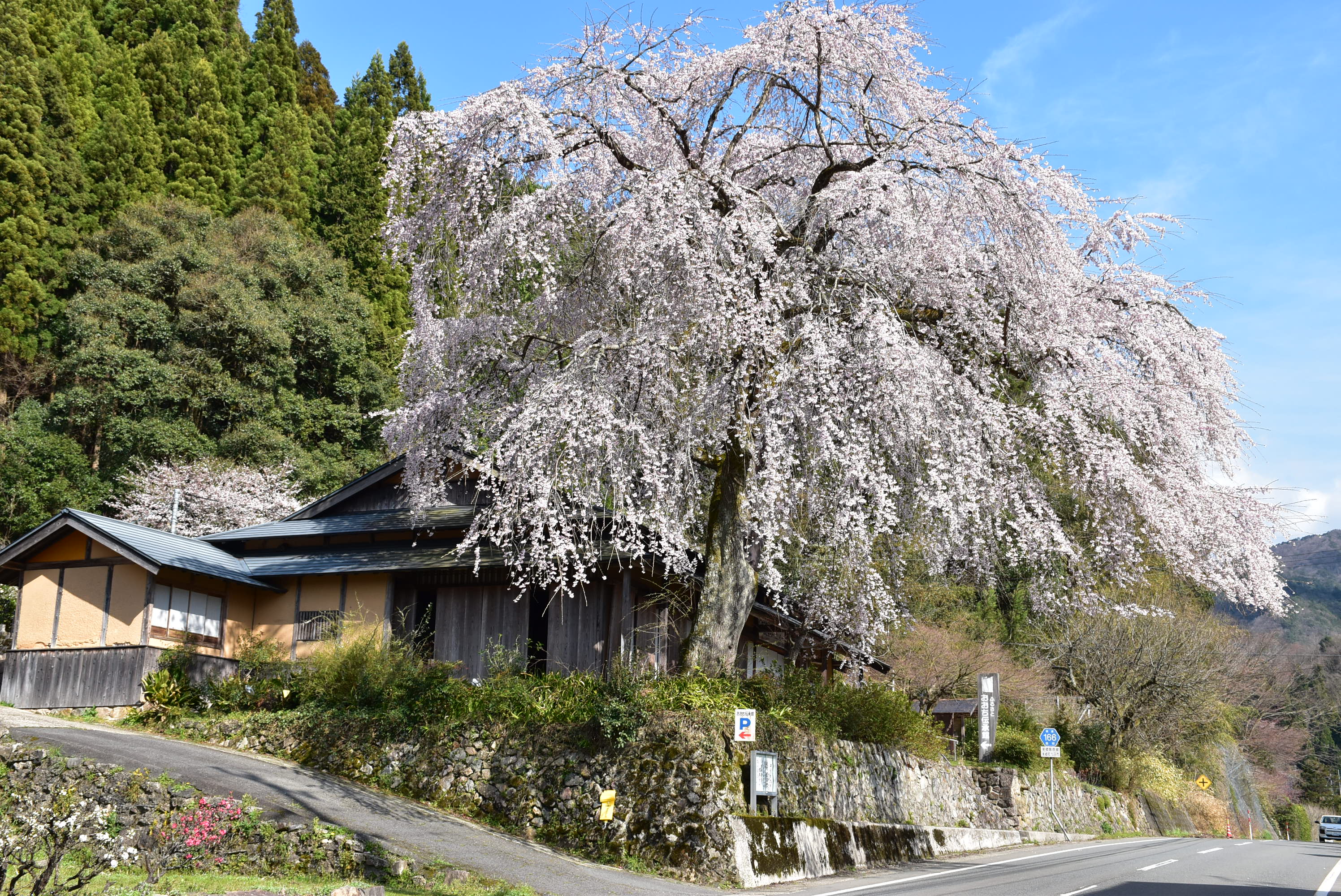 前川桜
