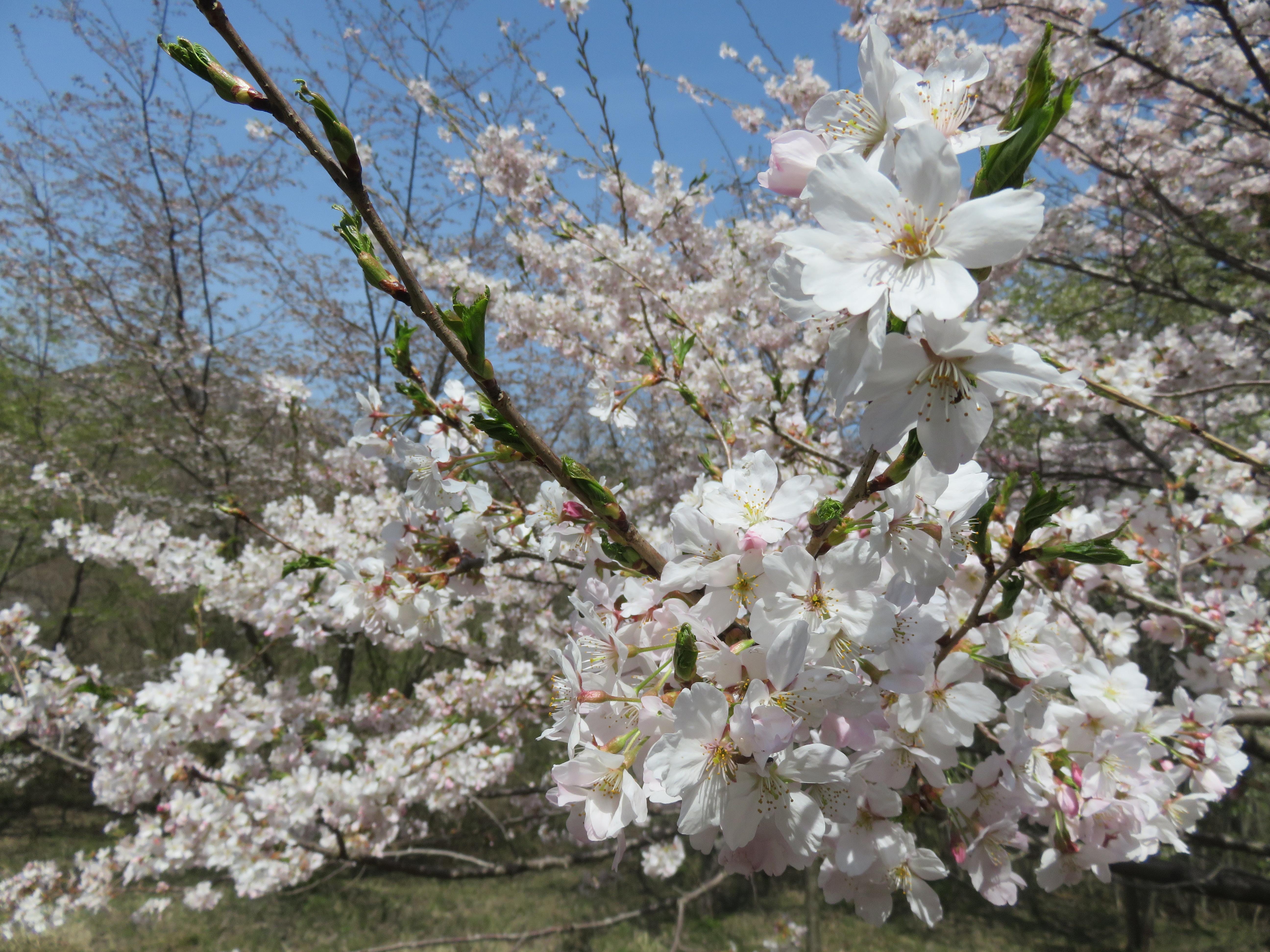 志学の桜