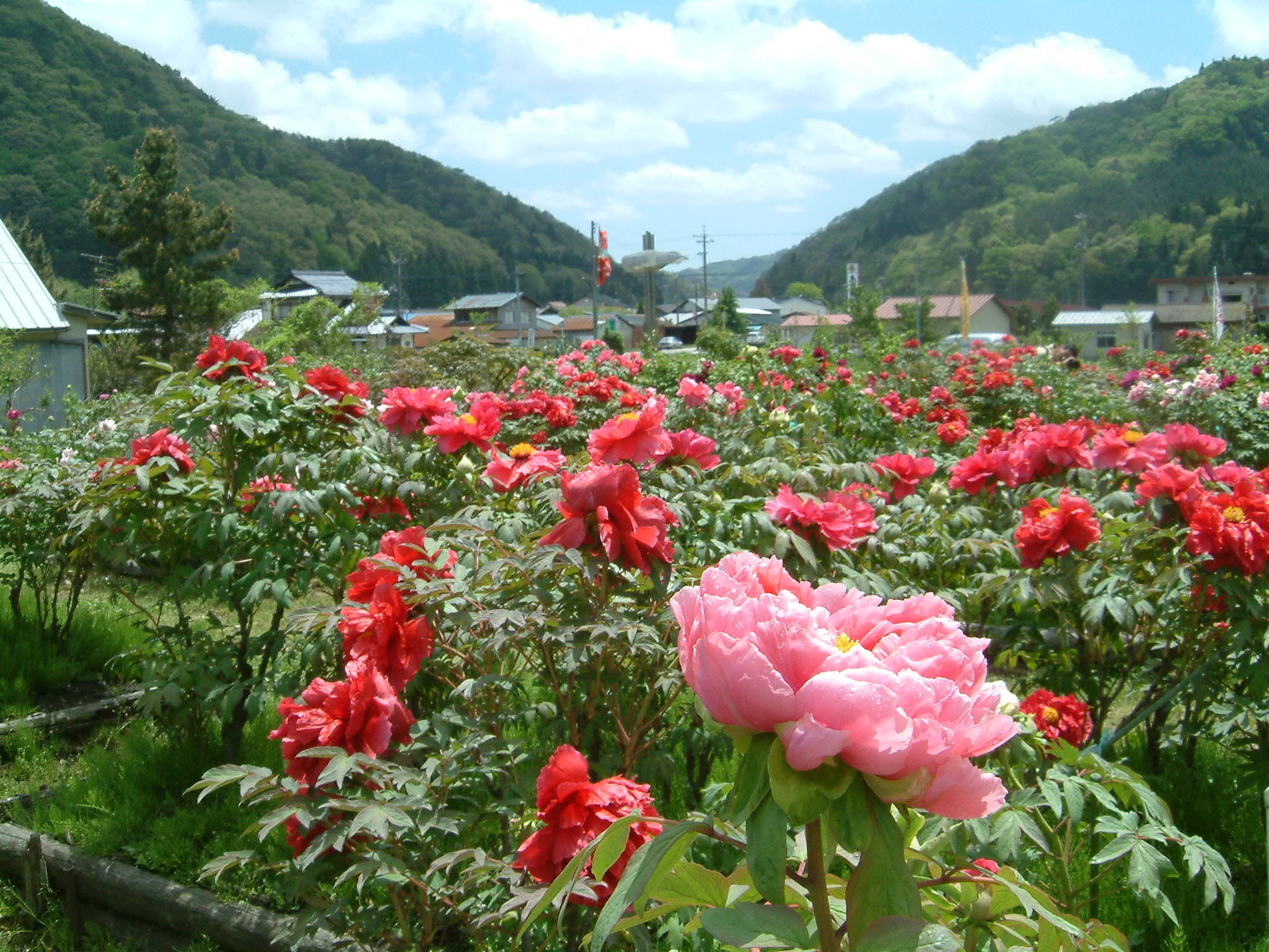 赤名観光ぼたん園 