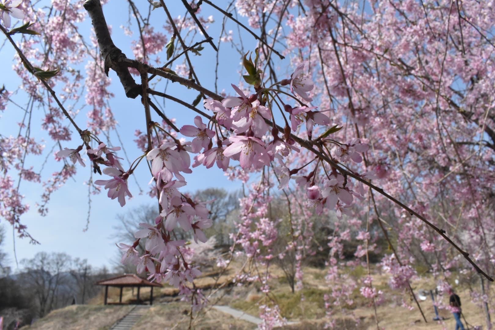 志学の桜