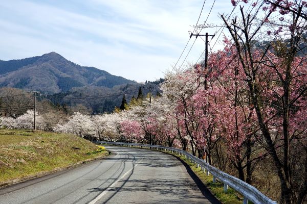 北志津見線　八重桜・ソメイヨシノ交互桜