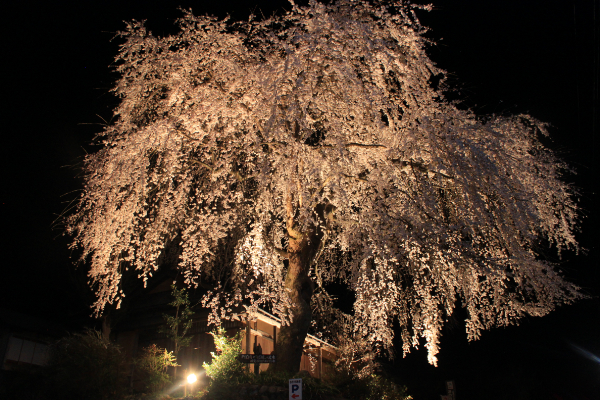 美郷町前川桜