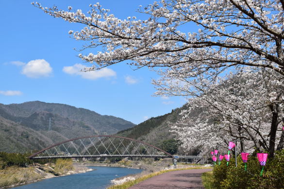 道の駅グリーンロード大和から見える桜の景色