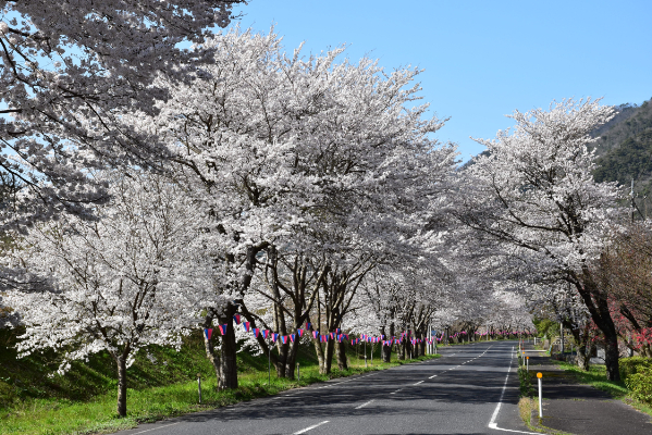 美郷町潮桜