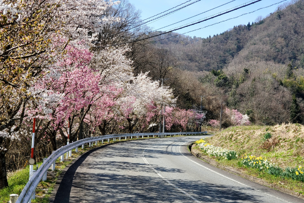 北志津見線　八重桜・ソメイヨシノ交互桜