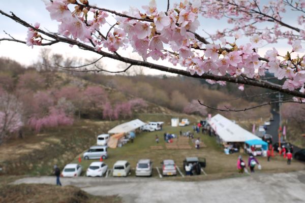 三瓶さくら祭り