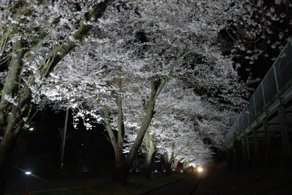 美郷町潮桜（夜ライトアップ）