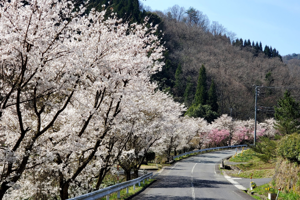 北志津見線　八重桜・ソメイヨシノ交互桜
