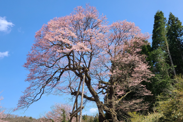 飯南町祝原エドヒガンザクラ