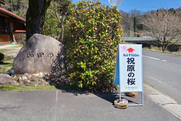 飯南町祝原エドヒガンザクラ