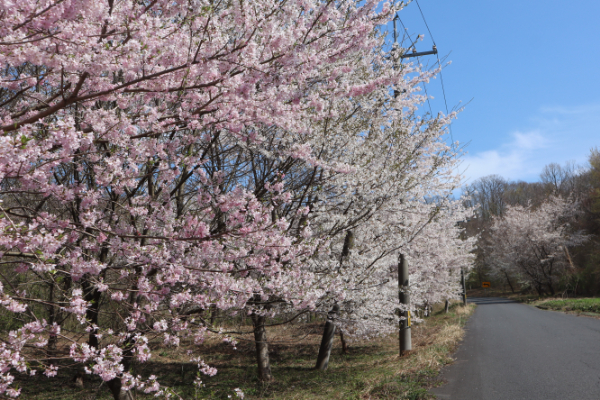 大田市三瓶山　さんべ桜の里