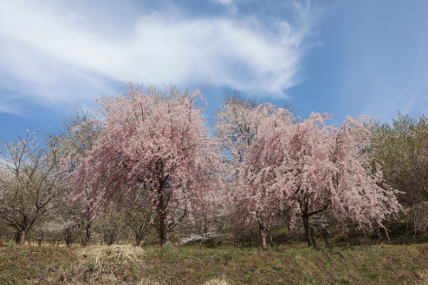 大田市三瓶山　さんべ桜の里