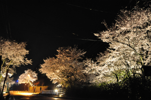 沢谷三里桜街道