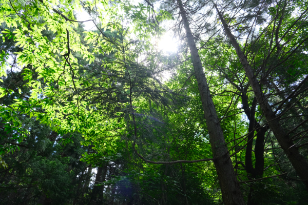 琴引山の木々の様子 